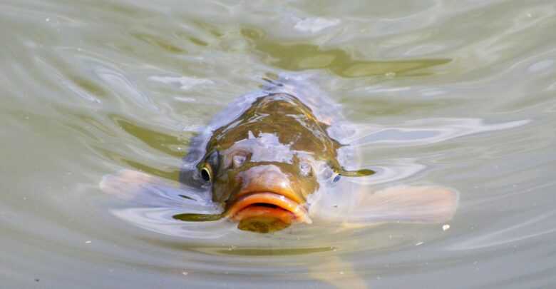Why Carp Fishing Is So Popular With Beginners