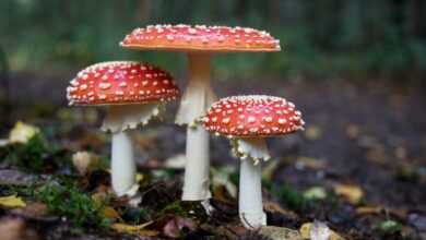 The Complete Guide to Functional Mushroom Supplements: Why Every Man Needs Lion's Mane, Reishi & Cordyceps - Unfashionablemale The Complete Guide to Functional Mushroom Supplements: Why Every Man Needs Lion's Mane, Reishi & Cordyceps