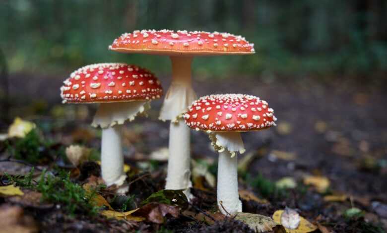 The Complete Guide to Functional Mushroom Supplements: Why Every Man Needs Lion's Mane, Reishi & Cordyceps - Unfashionablemale The Complete Guide to Functional Mushroom Supplements: Why Every Man Needs Lion's Mane, Reishi & Cordyceps