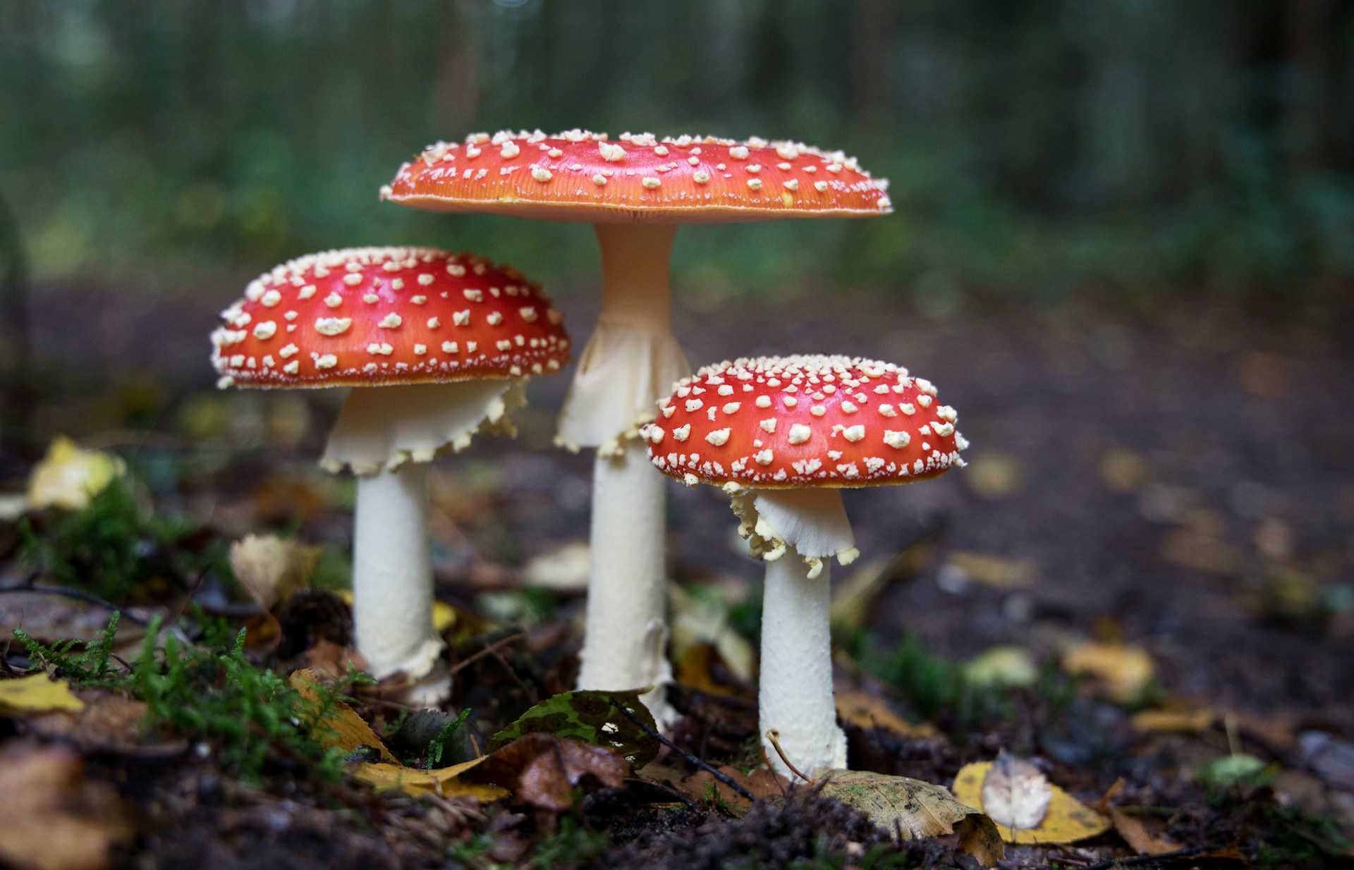The Complete Guide to Functional Mushroom Supplements: Why Every Man Needs Lion's Mane, Reishi & Cordyceps